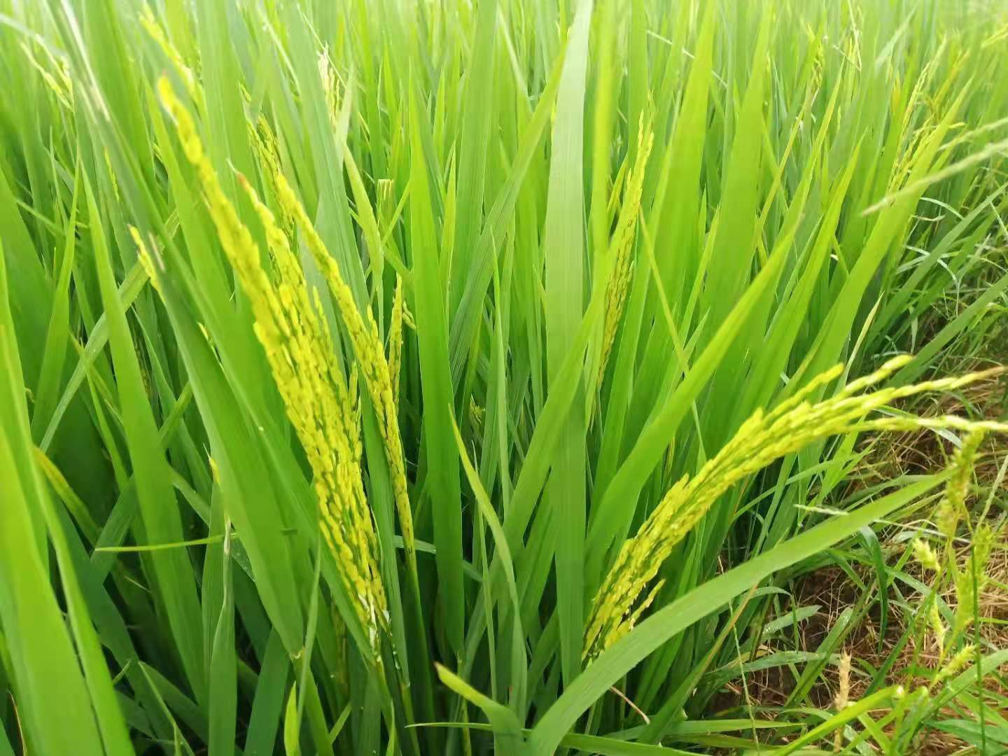 大米