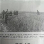 報紙